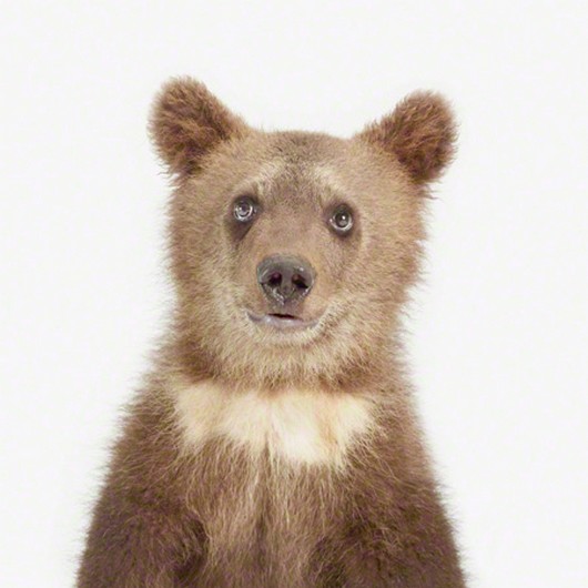 cute baby animal pictures, sharon montrose photos, baby animal pictures, cute baby bear picture