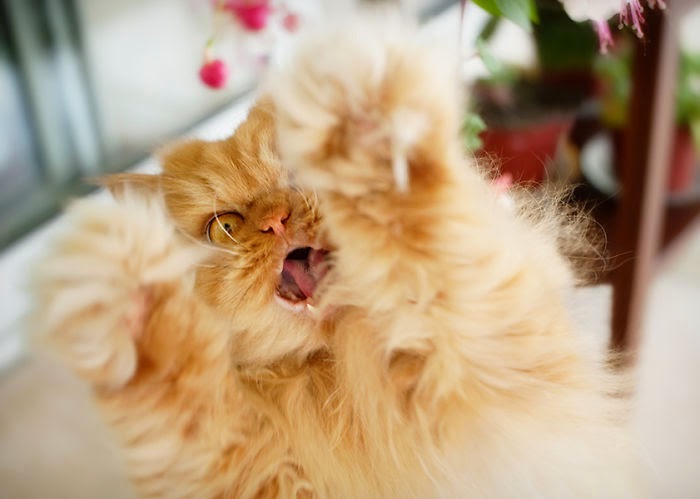 Garfi is the world's angriest cat (20 pics), Garfi the angry cat, photos of Garfi