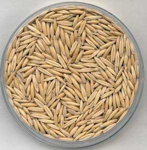 Tarim Siteniz Arpa Yetisriciligi