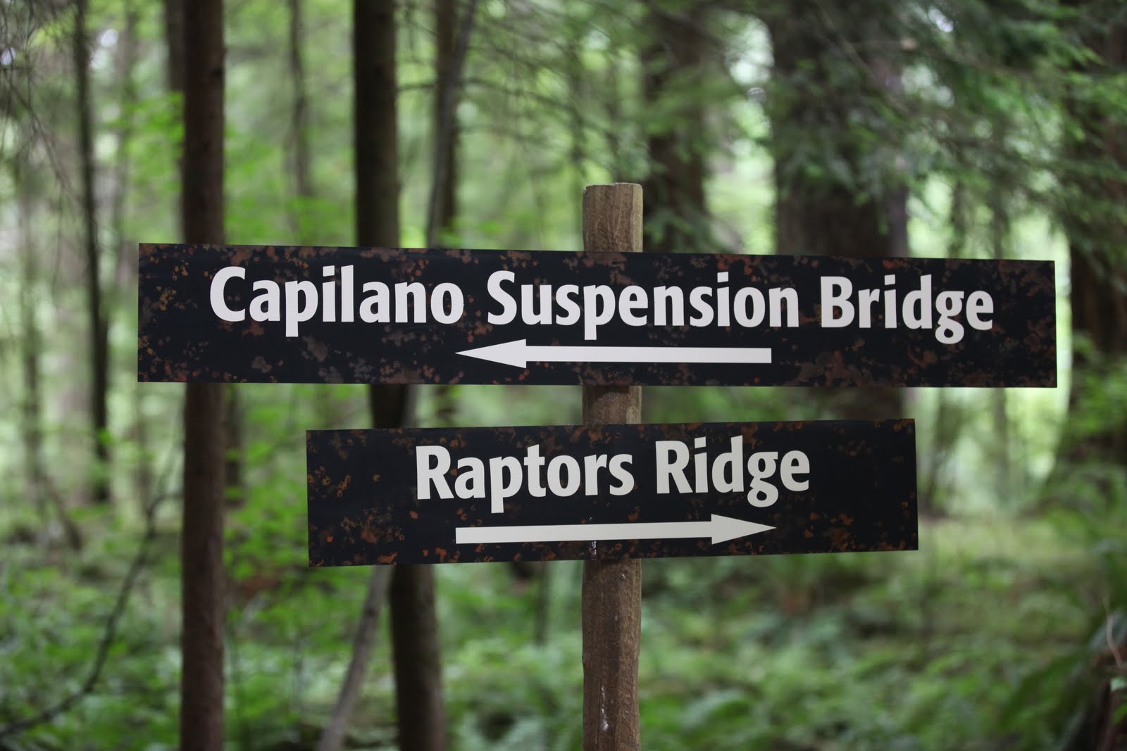 Mi Hotel Favorito Puentes Colgantes en Vancouver. "Capilano Suspension