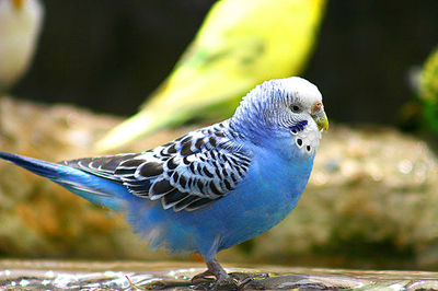 Budgie Photos