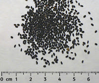 Q1 - Hạt Chia (Chia Seeds) xách tay từ Úc, giá cực tốt cho mọi nhà ^^ - 1