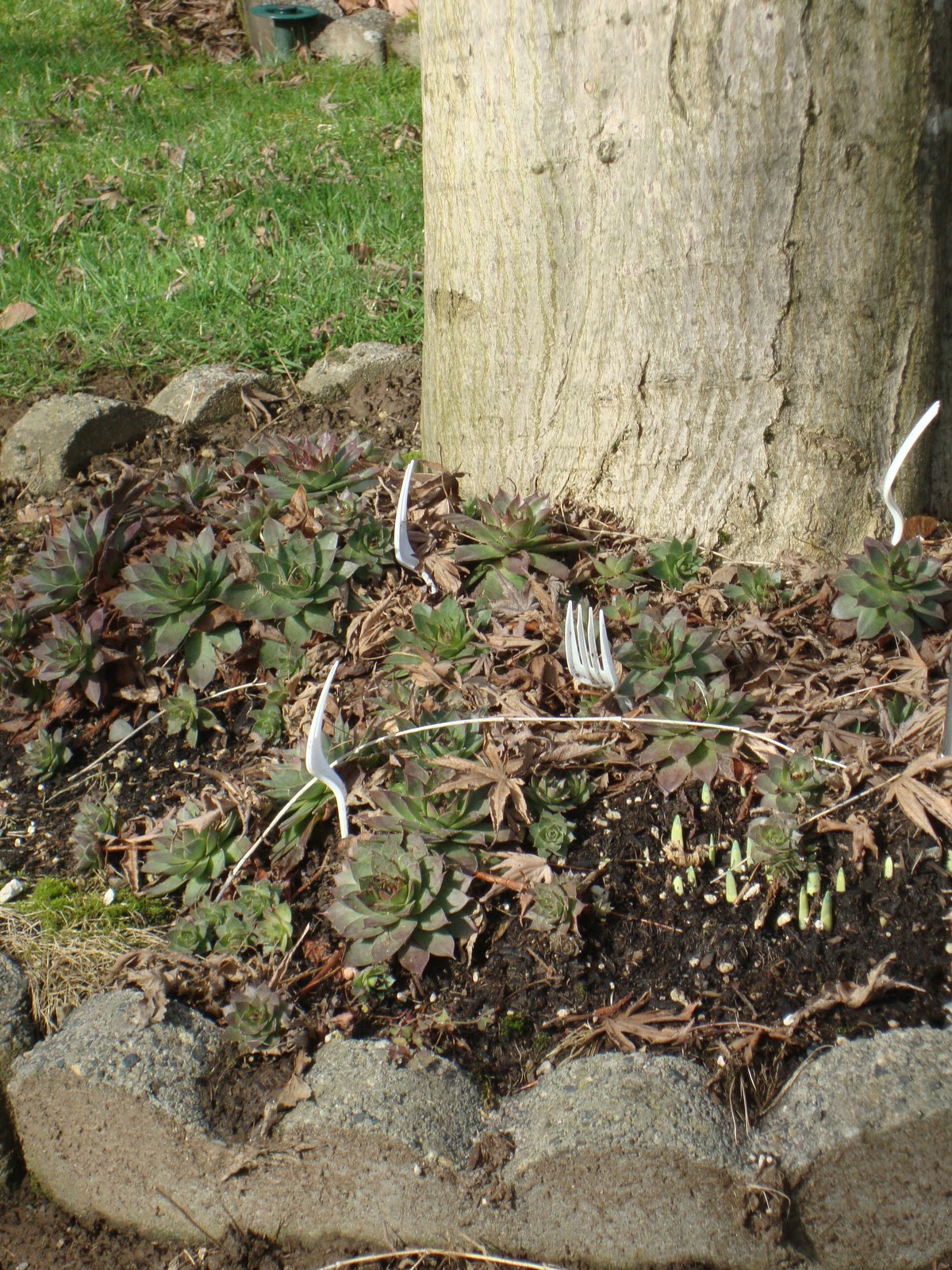 danger garden Forks…in the garden…what?