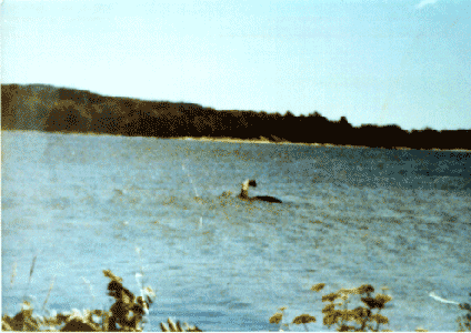 real dinosaur sightings