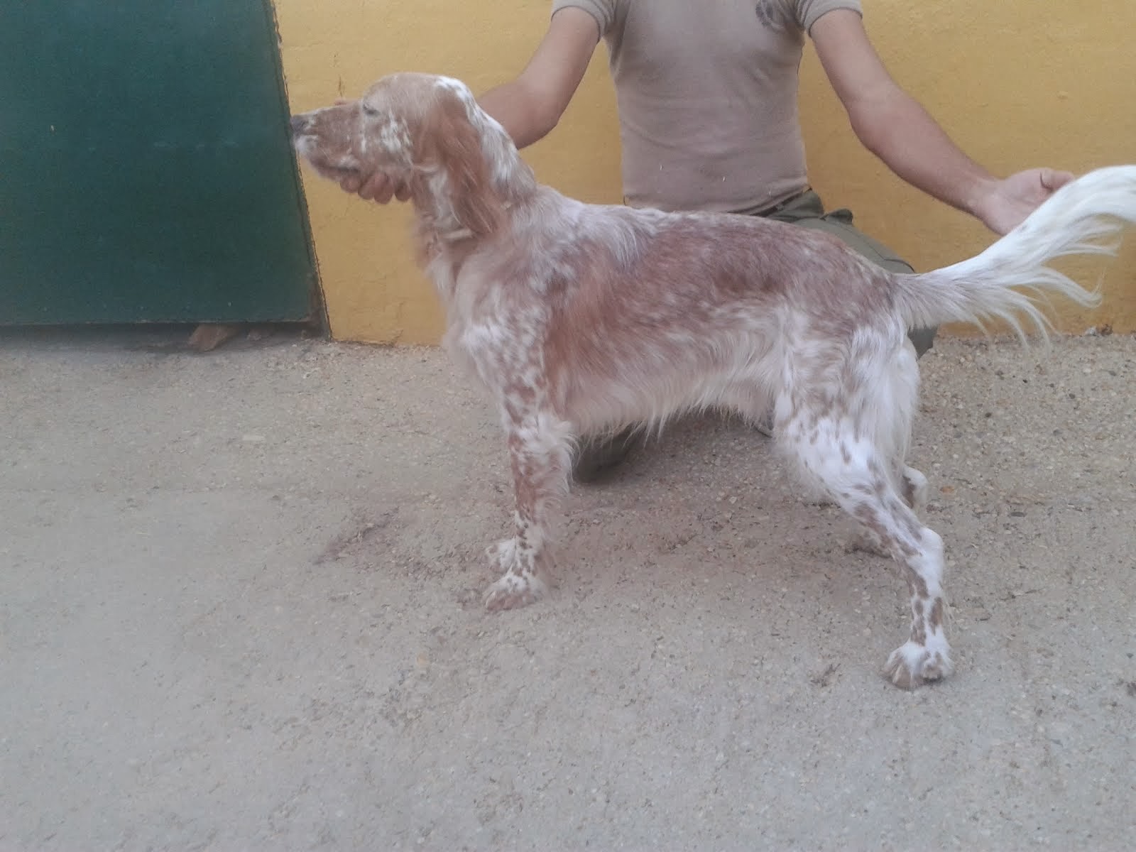 "RON" Setter Inglés de 15 meses. (DISPONIBLE)