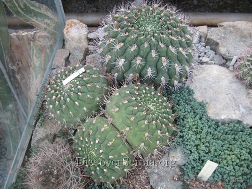 Kaktusi Slike