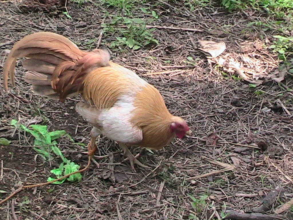 Cock Fighting For Sale 18