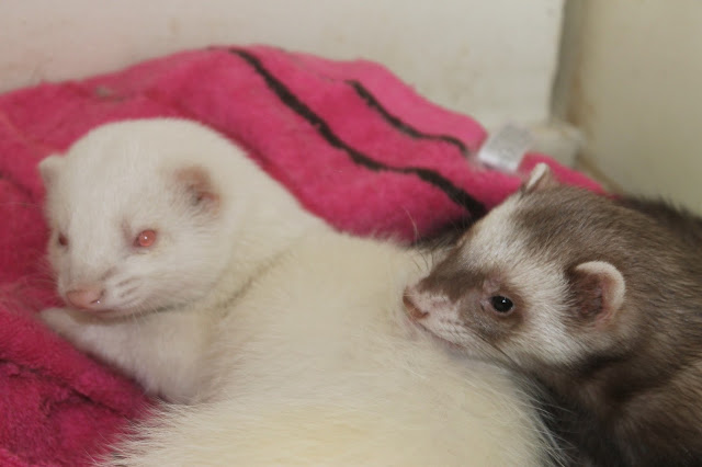 fretti+ferret