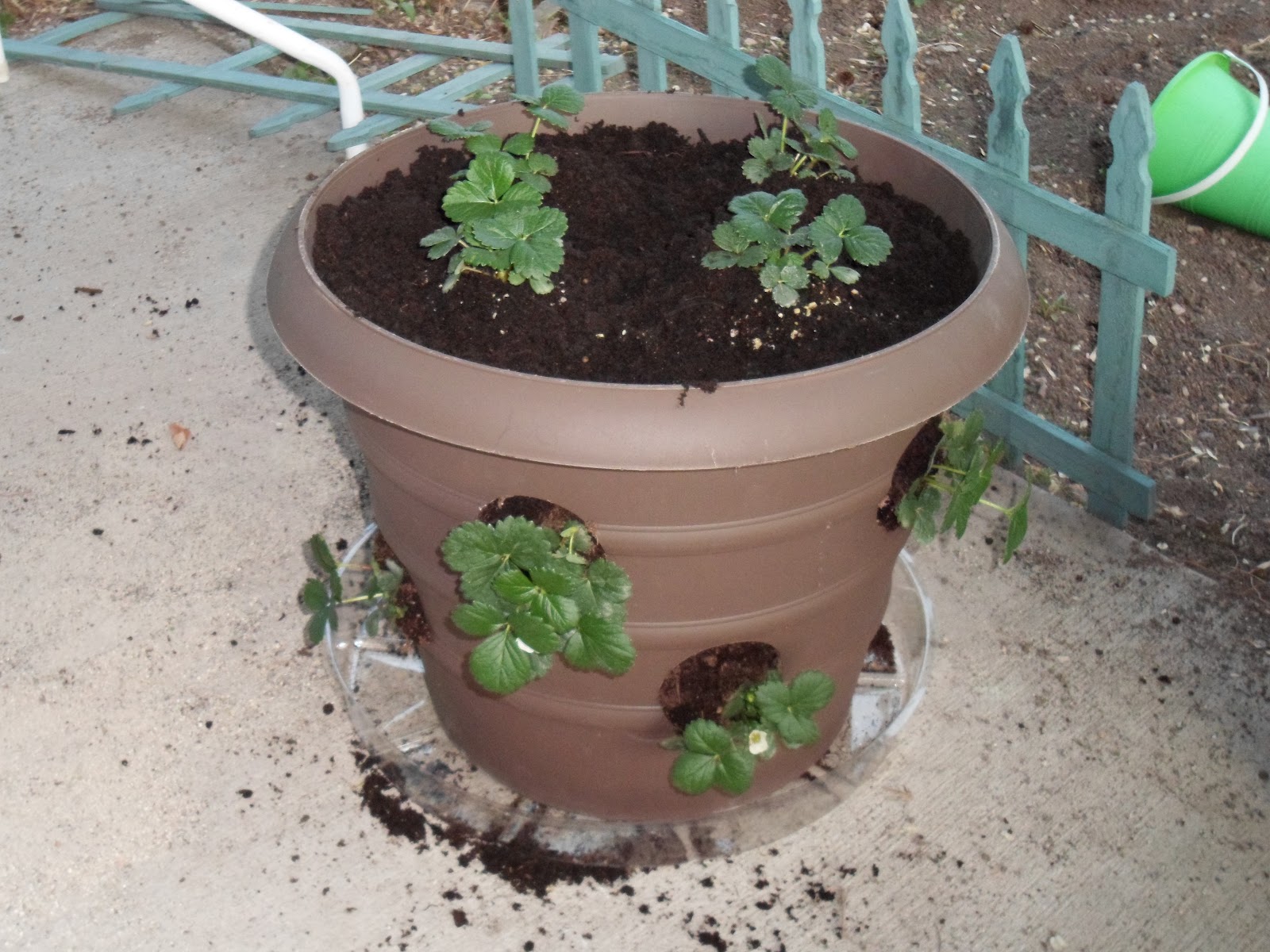life with lexi girl and miss alivia DIY Strawberry Planter!