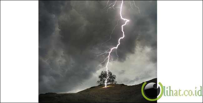 Petir Serang Pohon Petir Serang Pohon