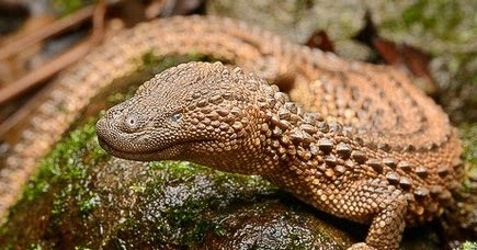 Lanthanotus borneensis | Indonesian Forest