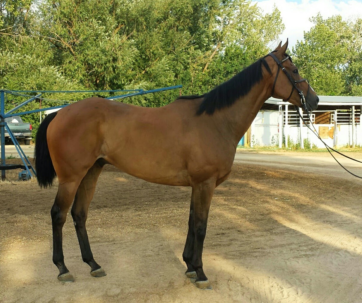 SprinklerBandits The Case Against the OTTB