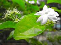 fruits and flowers