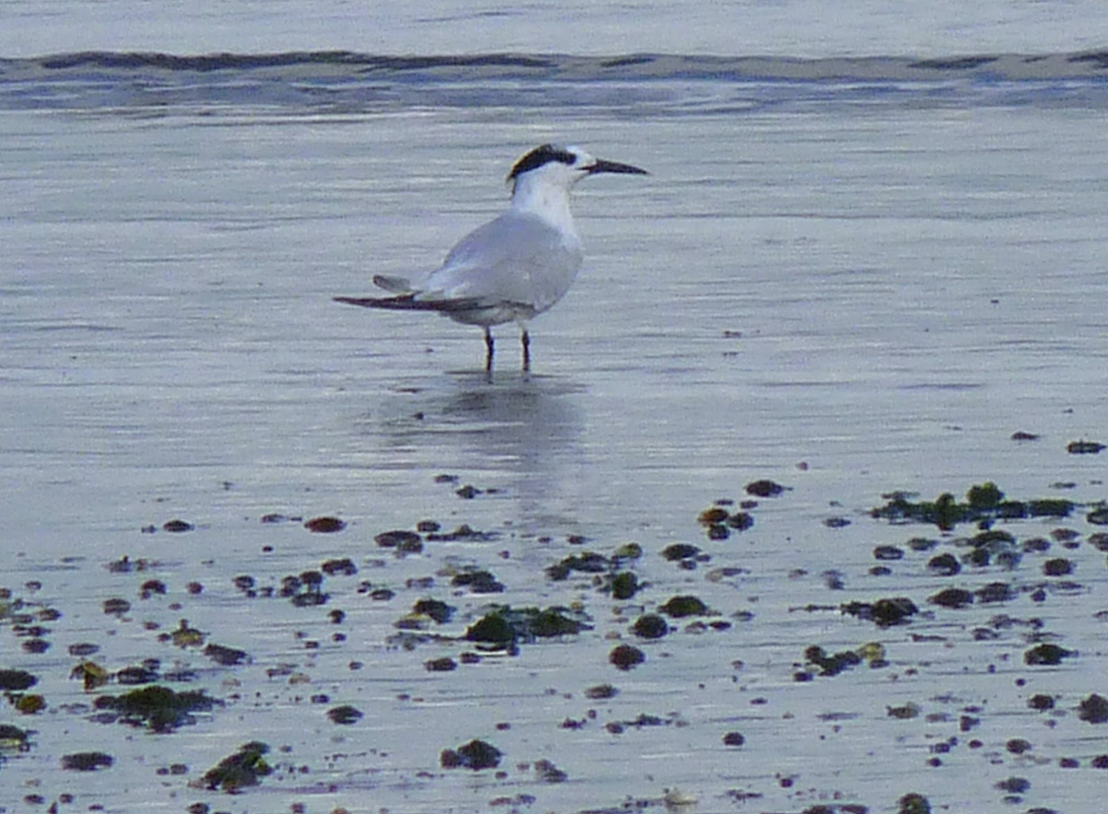 Sea birds Quotes. QuotesGram