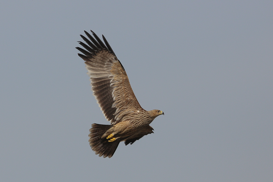 A second calendar year Eastern Imperial Eagle – Sabkhat Al Fasl Eastern Imperial Eagle1