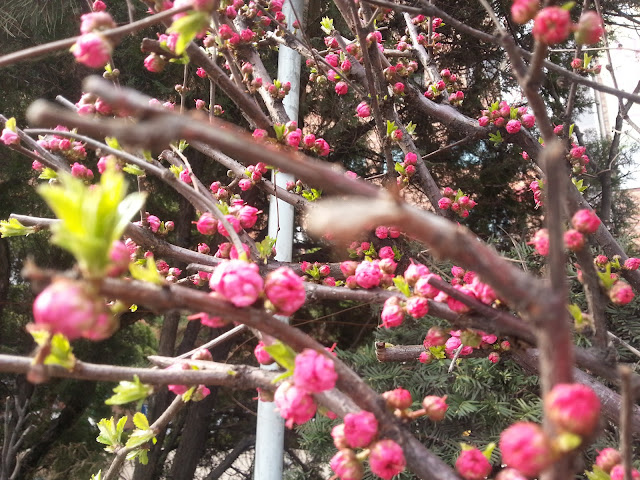 Pink buds