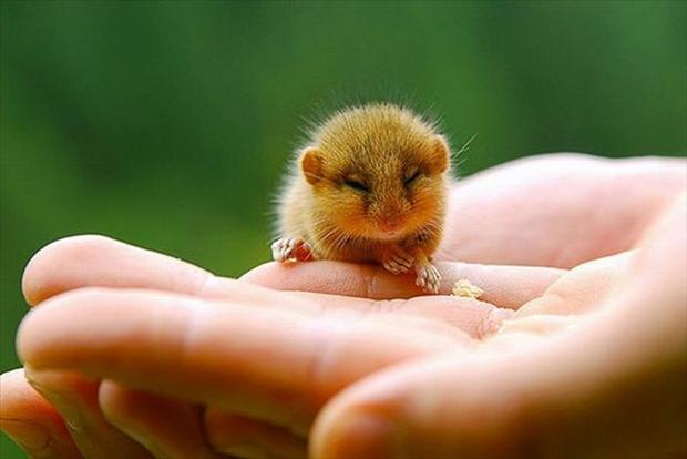 25 pictures of adorable baby animals, baby animal pictures, cute baby animals, cute baby animal pictures