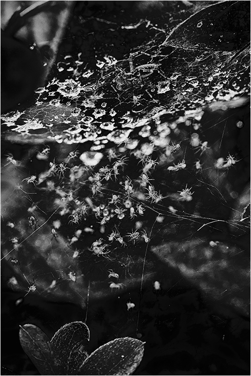Emerging Photographers, Best Photo of the Day in Emphoka by In a silent way 1969, https://flic.kr/p/xGuLMR Emerging Photographers, Best Photo of the Day in Emphoka by In a silent way 1969, https://flic.kr/p/xGuLMR