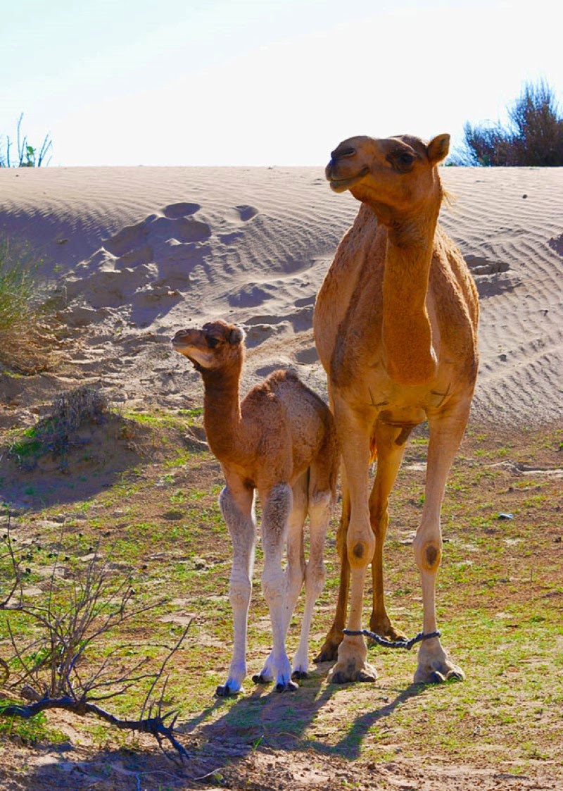 28. A camel and her matching daughter. - 30 Animals With Their Adorable Mini-Me Counterparts