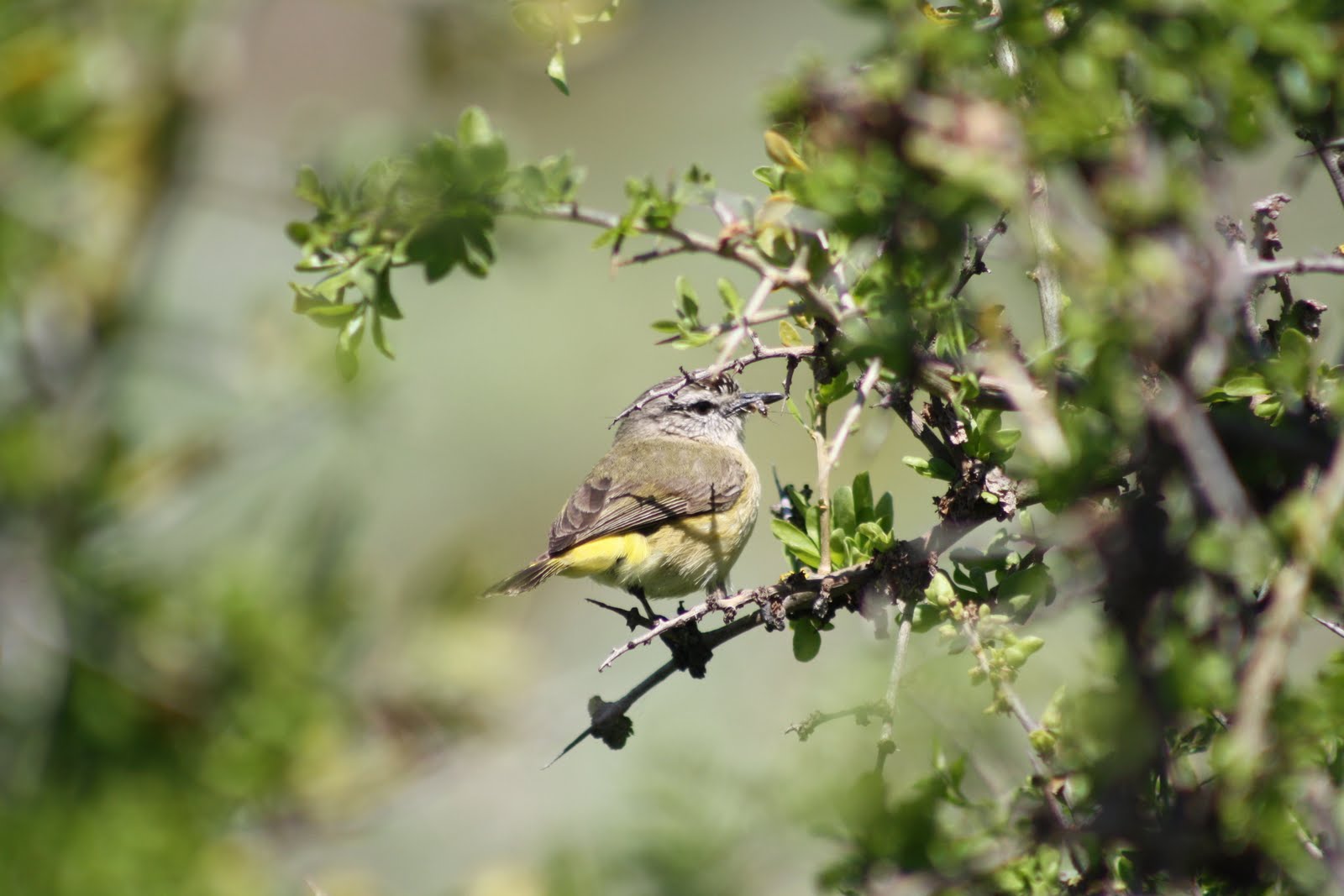 Yellow Rumped Thornbill
