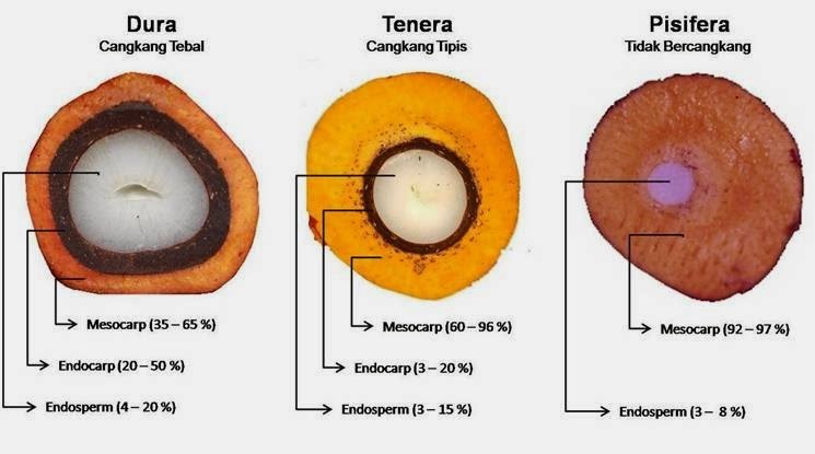 DURA x PISIFERA (D xP) DURA x PISIFERA (D xP)