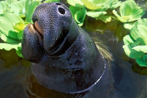 1oA Diário de Bordo O QUE APRENDEMOS SOBRE O PEIXE BOI