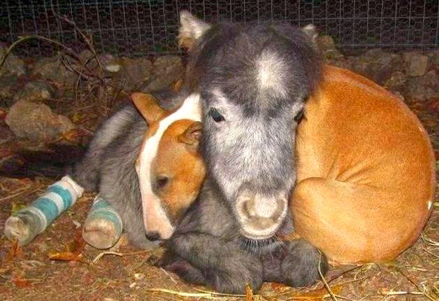 Funny animals of the week - 28 March 2014 (40 pics), pitbull dog and baby horse snuggling