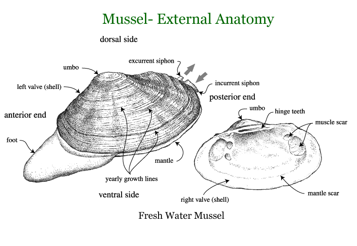 Biology of Animals & Plants Mollusks