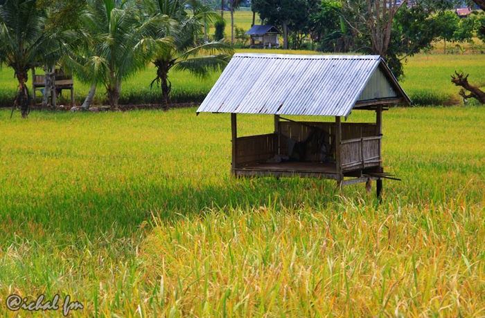 Agriculture By Faisal Nama Ilmiah Padi Jagung Kedelai
