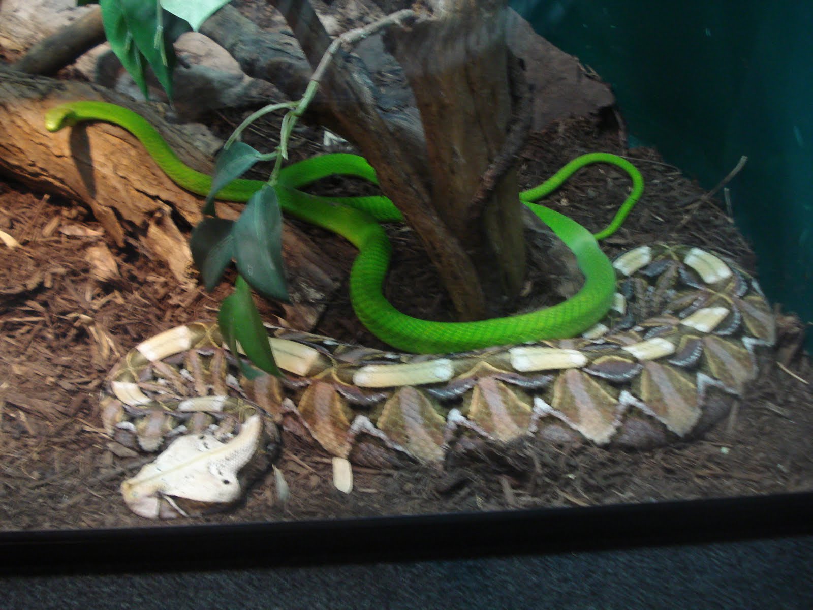 Thinking, Planning More on Reptiland