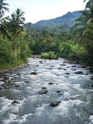 Y A Y A S A N H A R A P A N U M A T Ciri Ciri Lingkungan Sehat Dan Lingkungan Tidak Sehat