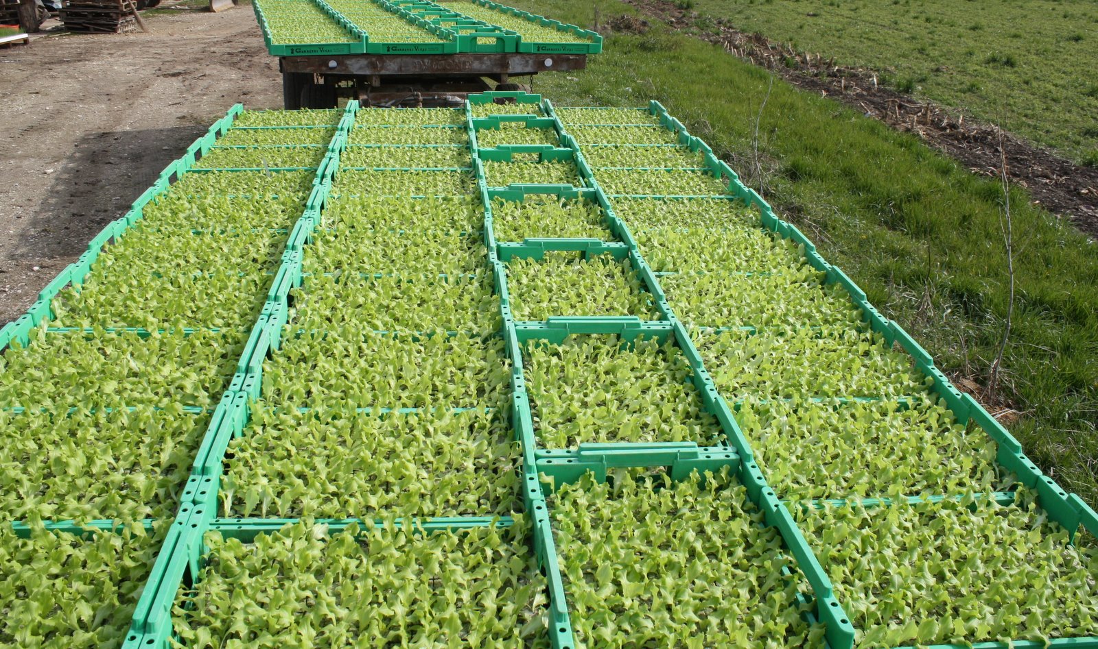 losmogotes agricoltura industriale