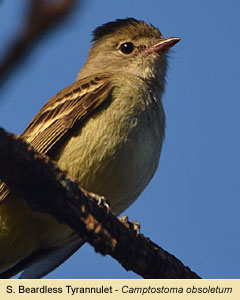 Birds of Brazil