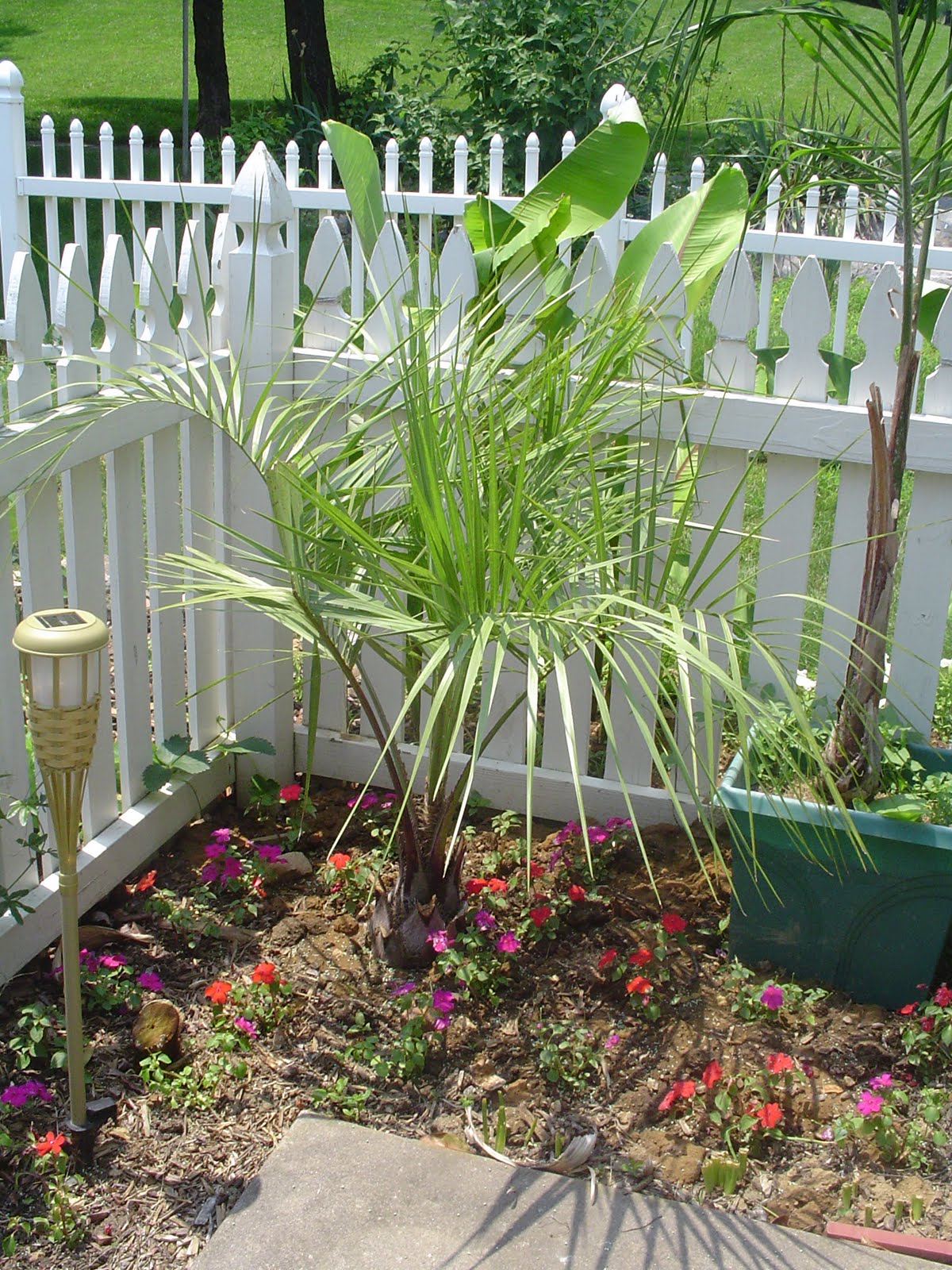 Cold Hardy Palm in Zone 6 Project