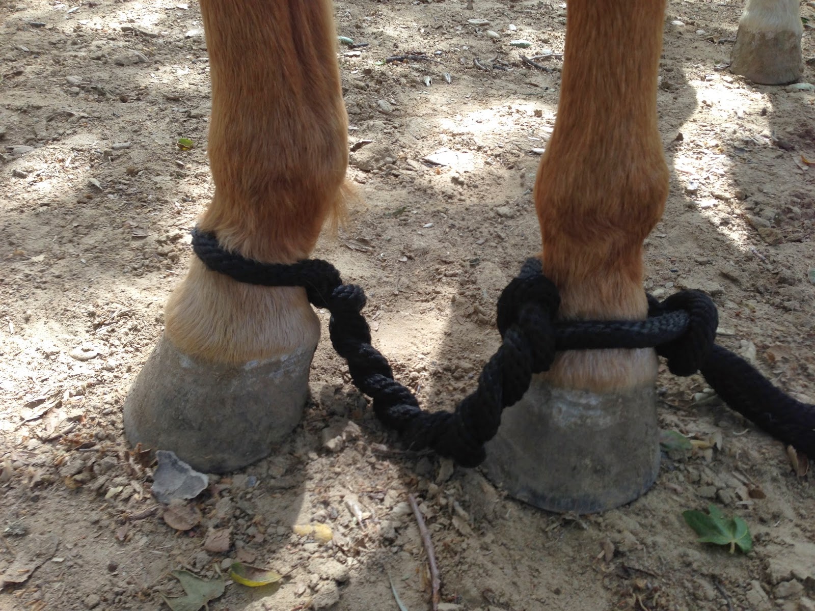The Chestnut Mustang Blog Hobble Training