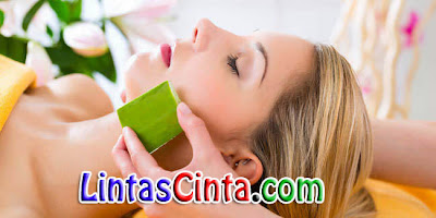 Khasiat Manfaat Aloe Vera Khasiat Manfaat Aloe Vera