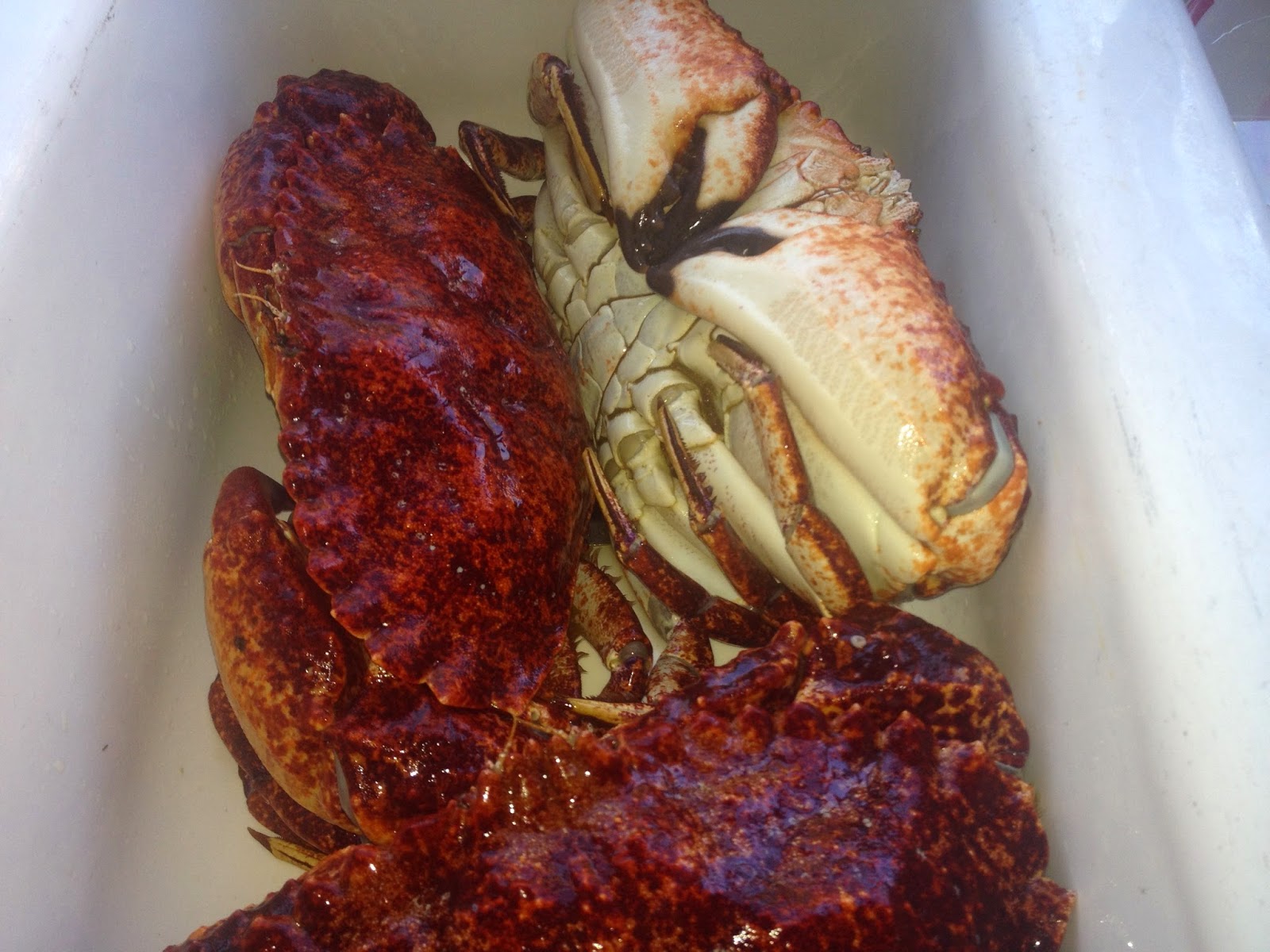 What Good Looking Rock Crabs Look Like Self Sagacity