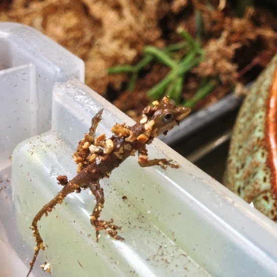 The Rainforest Garden How I Hatched these Adorable Lizards