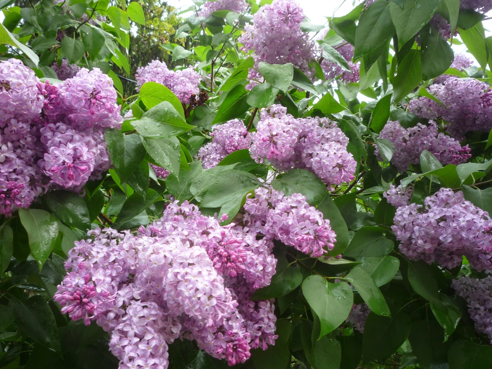 Lilacs on Memorial weekend. South Burlington, Vermont South