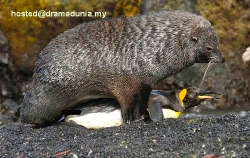 Fenomena Semakin Aneh, Anjing Laut Mula Perkosa Penguin