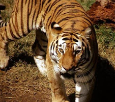 Fauna Bacia Taquari-Antas- Fonte: Aepan-ONG - Série: Mamíferos