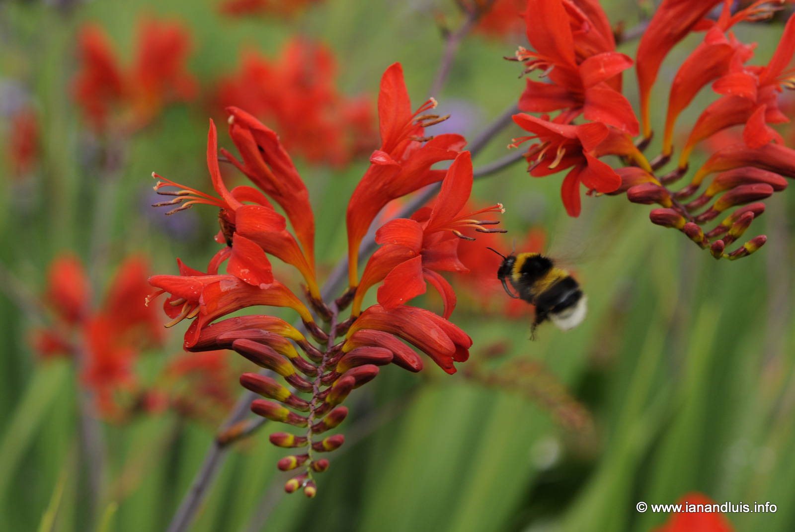 Tales from Toriello July in bloom
