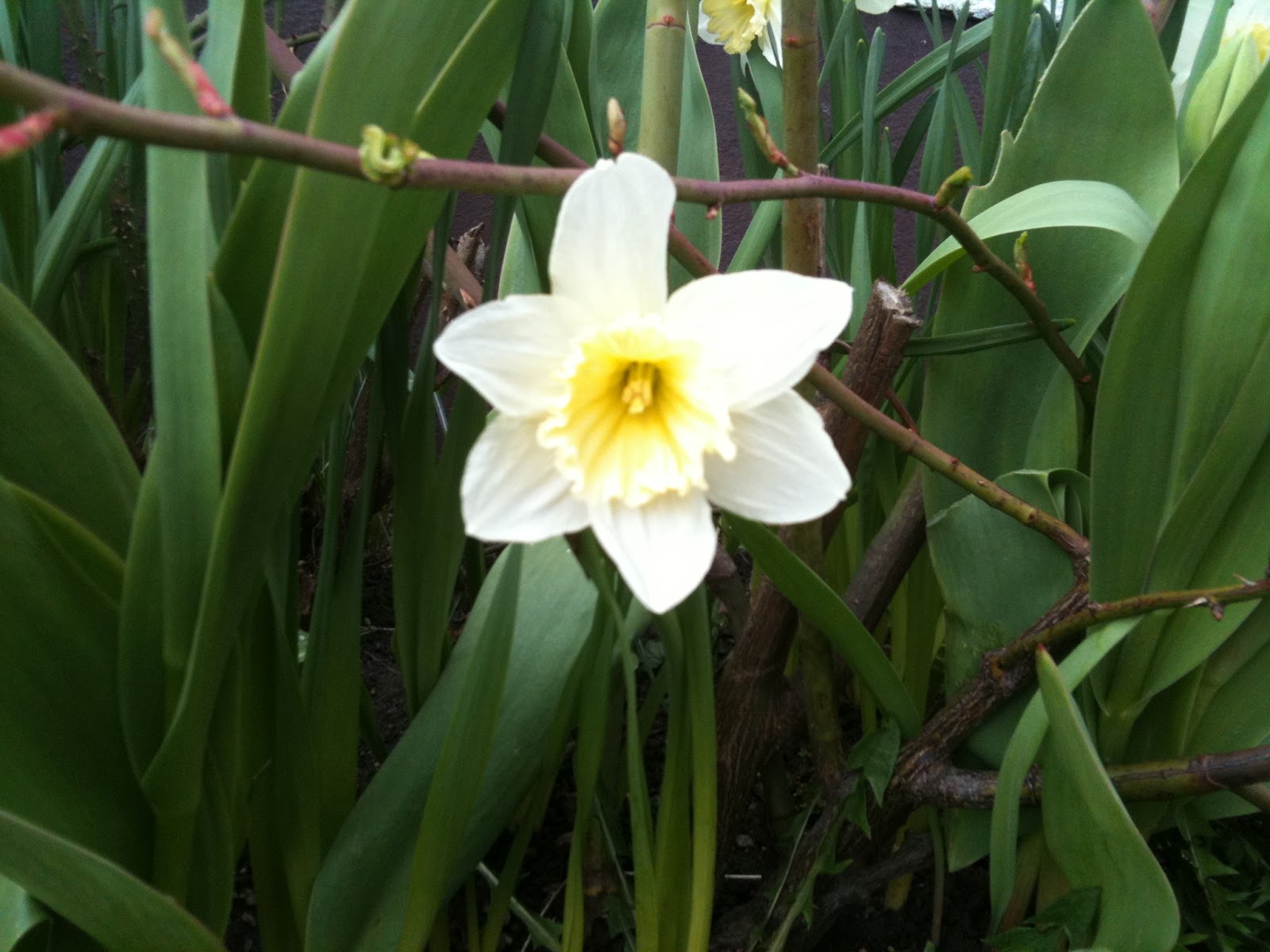 Trädgårdsdags: april 2012