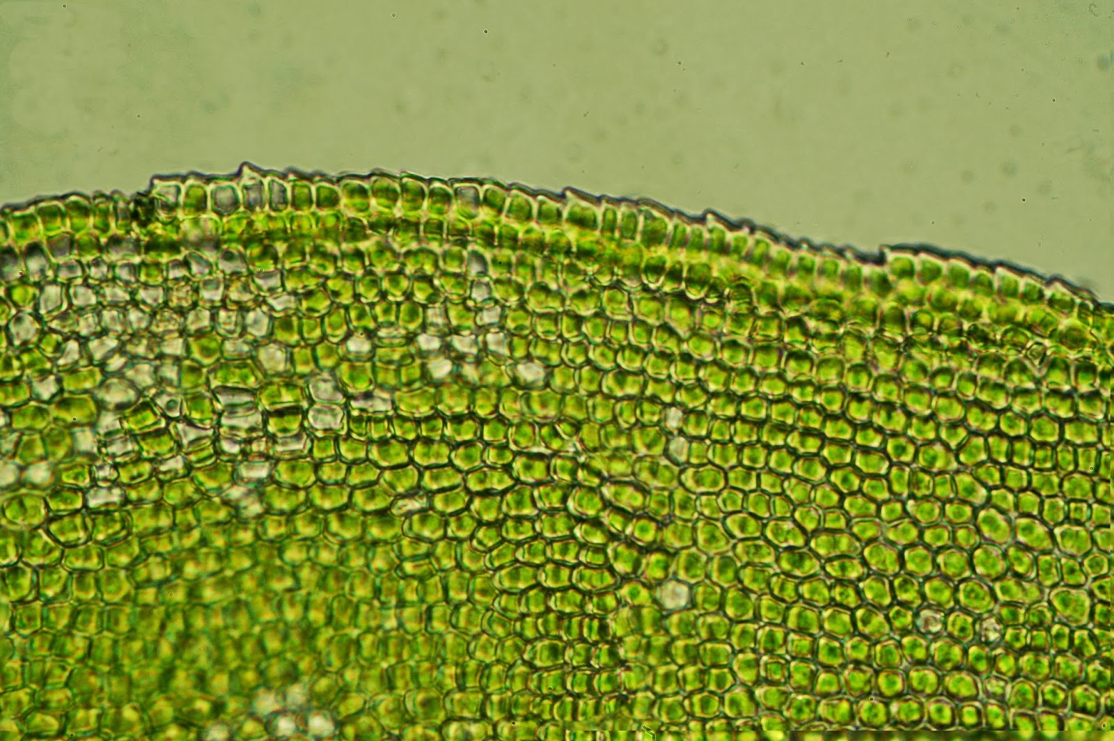 Botany Professor 2013