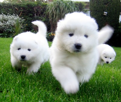 Neat Pets Dogs Cats Good Information About Samoyed Puppy