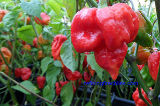Trinidad Butch T Scorpion plants, www.superhotchiles.com