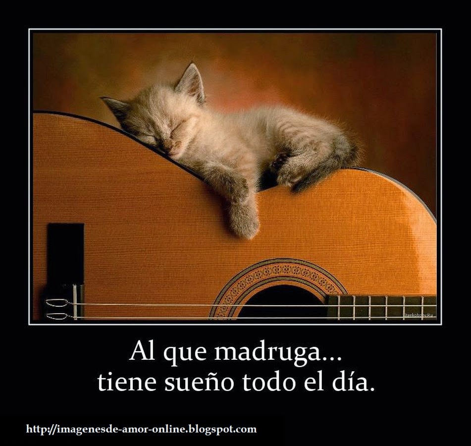 Animales Tiernos Inspiran Tiernas divertidas y graciosas imagenes de