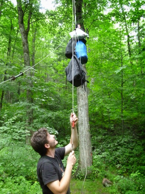 que faire si on rencontre un ours brun