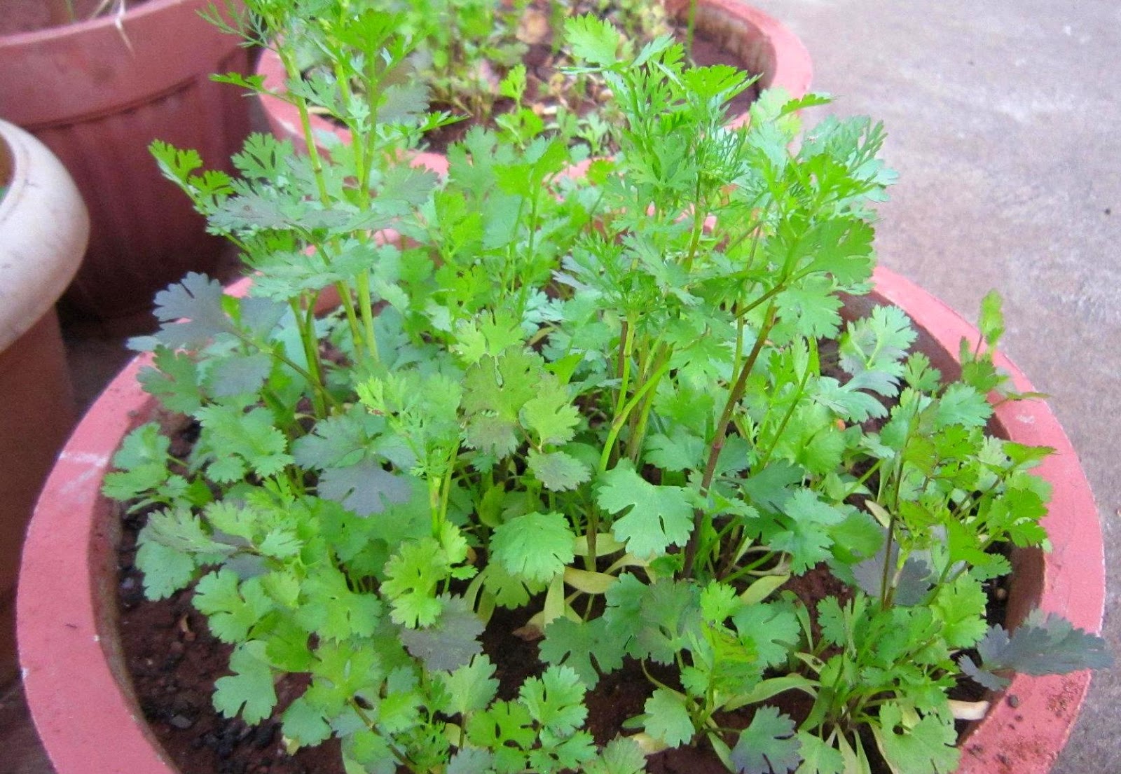 Archies Authentic Touch Growing Coriander leaves at home