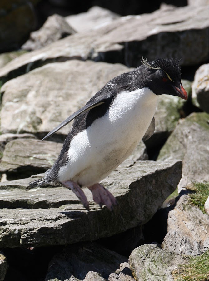 Southern Ocean and Antarctica: Rockhopper Penguins, Falklands